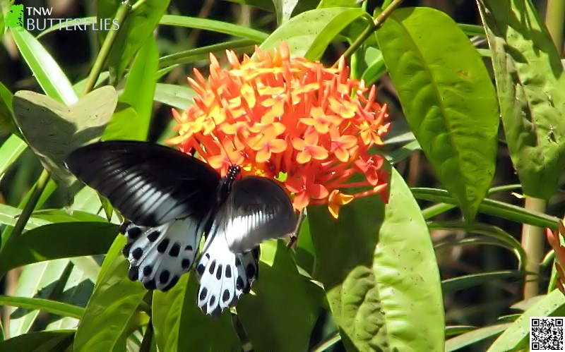 Blue Mormon